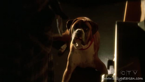  Bruno, William Petersens dog