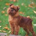 Brussels Griffon - all-small-dogs photo