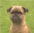 Brussels Griffon - all-small-dogs photo
