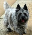Cairn Terrier - all-small-dogs photo