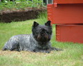 Cairn Terrier - all-small-dogs photo