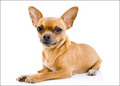 Chihuahua - all-small-dogs photo
