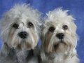 Dandie Dinmont Terrier - all-small-dogs photo