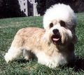 Dandie Dinmont Terrier - all-small-dogs photo