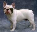 French Bulldog - all-small-dogs photo