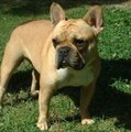French Bulldog - all-small-dogs photo