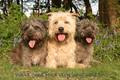 Glen of Imaal Terrier - all-small-dogs photo