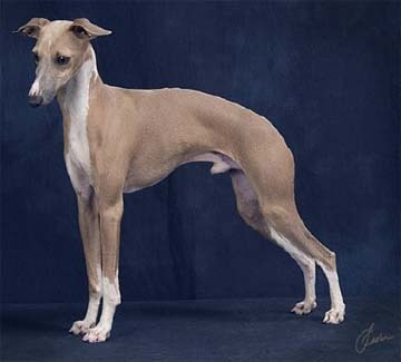 greyhound tiếng, italian greyhound, tiếng ý greyhound