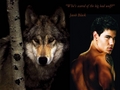 jacob-black - Jacob -"Does my being half-naked bother you?"  wallpaper