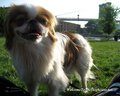 Japanese Chin - all-small-dogs photo