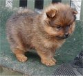Pomeranian - all-small-dogs photo