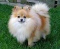 Pomeranian - all-small-dogs photo