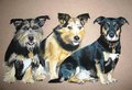 Three Jack Russells - all-small-dogs fan art