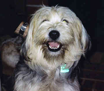  Tibetan terrier