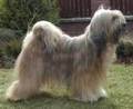 Tibetan Terrier - all-small-dogs photo