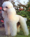 Toy Poodle - all-small-dogs photo
