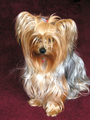 Yorkshire Terrier - all-small-dogs photo