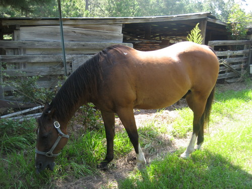  My Quarter Horse