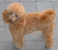 Toy Poodle - all-small-dogs photo