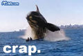 Whale Crap - random photo