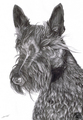 scottish terrier - all-small-dogs fan art