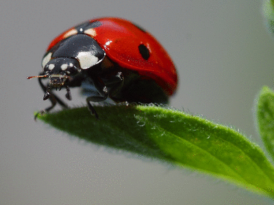  Ladybugs