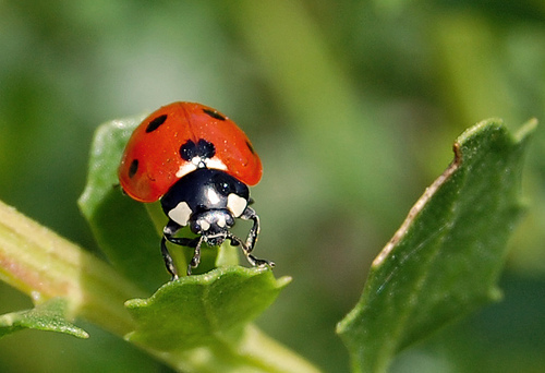 Ladybugs