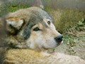 Sad wolf - wolves photo