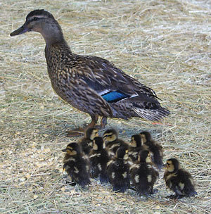  Mother and ducklings