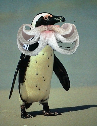  ngẫu nhiên chim cánh cụt Beard 3