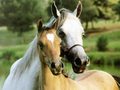 horses - animals photo
