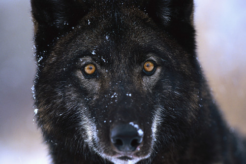  Black serigala, wolf