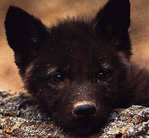  Black serigala, wolf