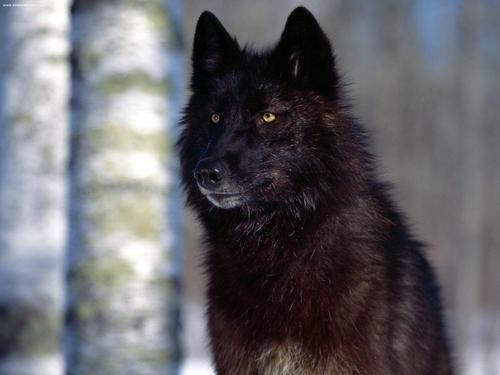  Black بھیڑیا