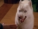 "Look who's barking" - charmed icon