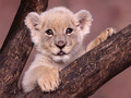 Baby Lion - sweety-babies photo