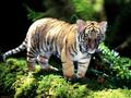 Baby Tiger - sweety-babies photo