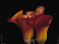 Baby Tulip - sweety-babies photo