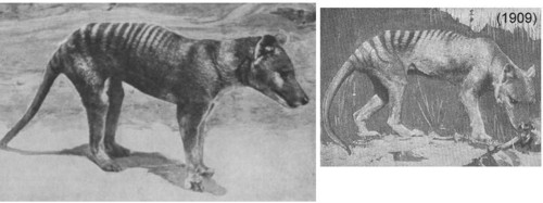 Thylacine - 1909