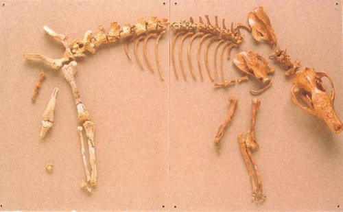 Thylacine Skeleton found at Riversleigh