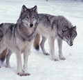 Whinny's fav animal- the wolf - demon_wolf photo
