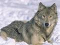 Whinny's fav animal- the wolf - demon_wolf photo
