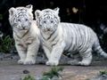 Baby White tigers - sweety-babies photo