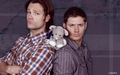 supernatural - Jared, Jensen and Leo wallpaper