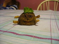 Mr. Potatoe (Mr. Coconut best friend) - total-drama-island photo
