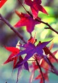 Fall Leaves - photography photo