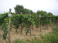 Famous Georgian vineyards in Kakheti - georgia photo