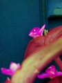 Purple Flowers - photography photo
