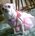 pinkie in pink - chihuahuas photo