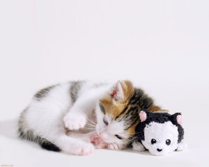  Kitties :3